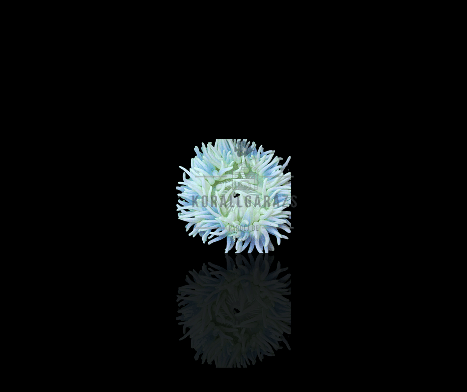 Macrodactyla Doreensis (white)